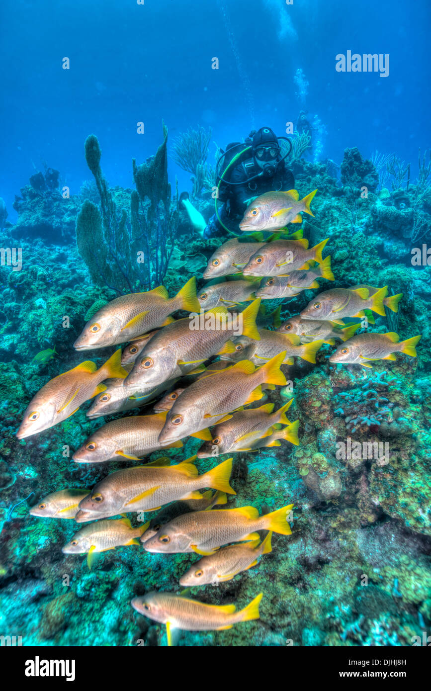 Snapper in immagine HDR shot nelle Isole Turks e Caicos Foto Stock
