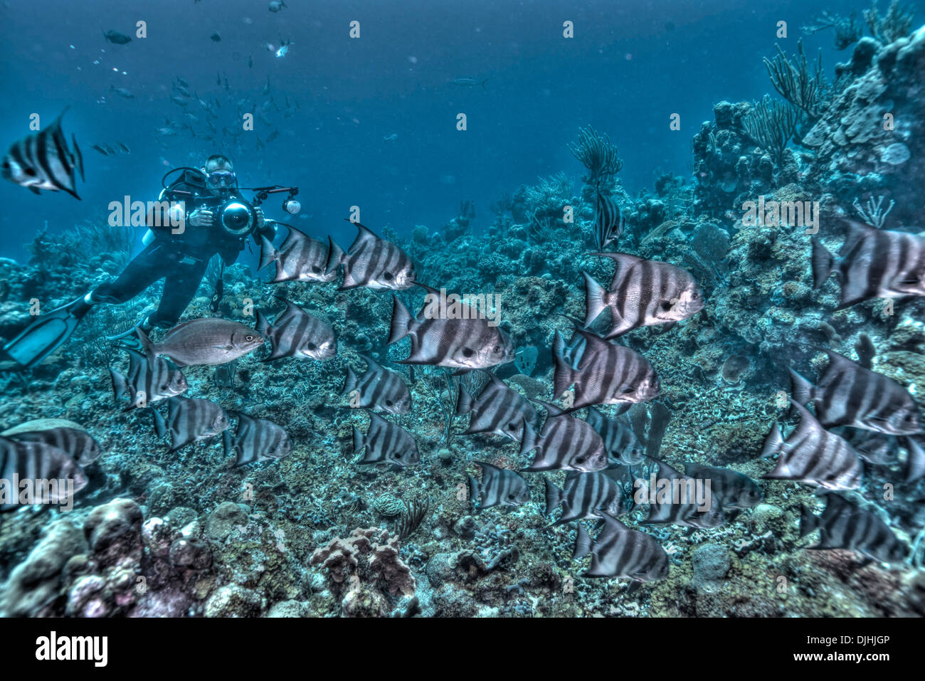 Pesci pipistrello in HDR gridare nelle Isole Turks e Caicos Foto Stock