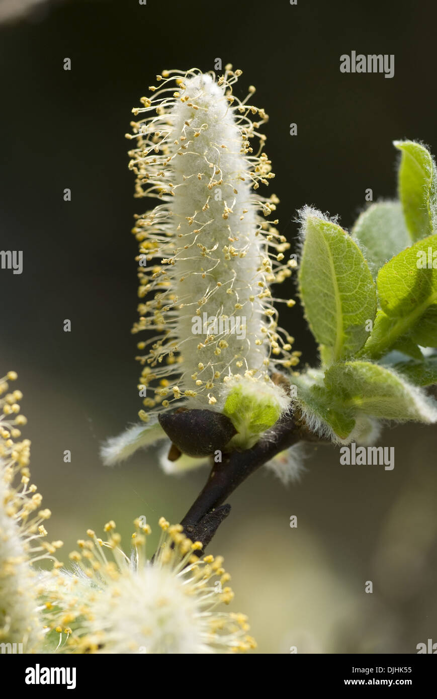 Alabarda willow, salix hastata Foto Stock