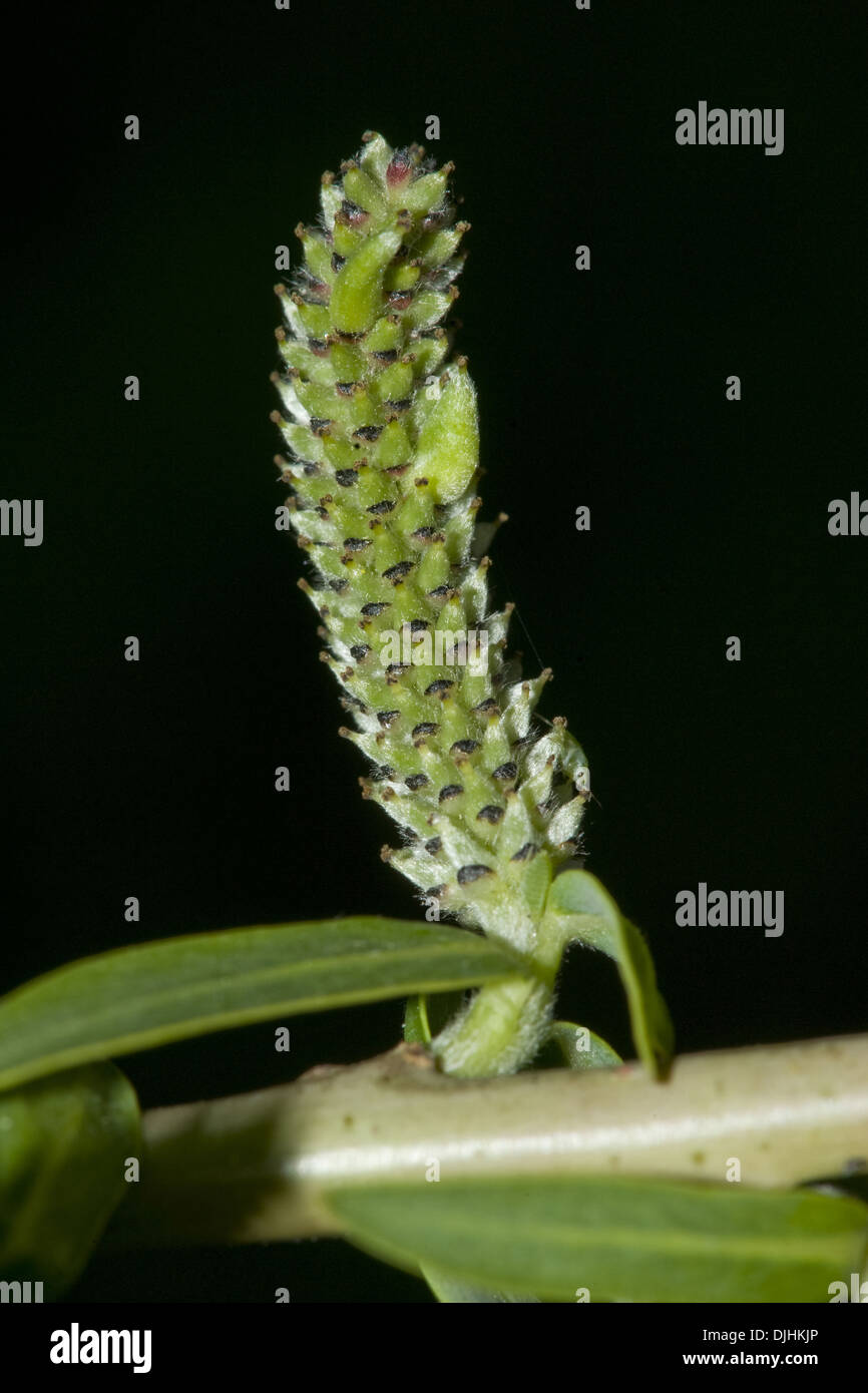 Viola willow, Salix purpurea Foto Stock