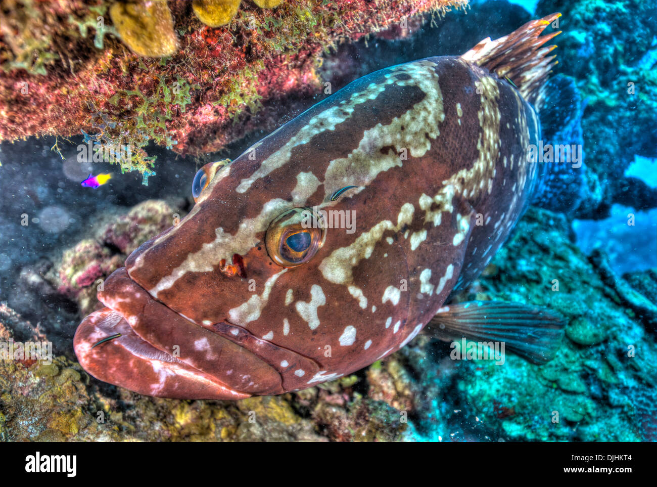 Immagine hdr di cernia nascondere nel Reef girato nelle Isole Turks e Caicos Foto Stock