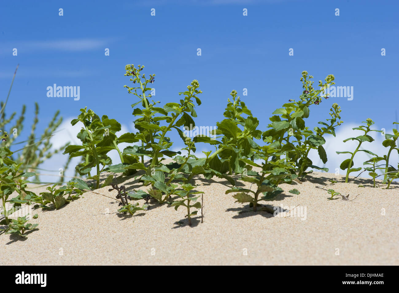 Arbustiva, figwort scrophularia frutescens Foto Stock