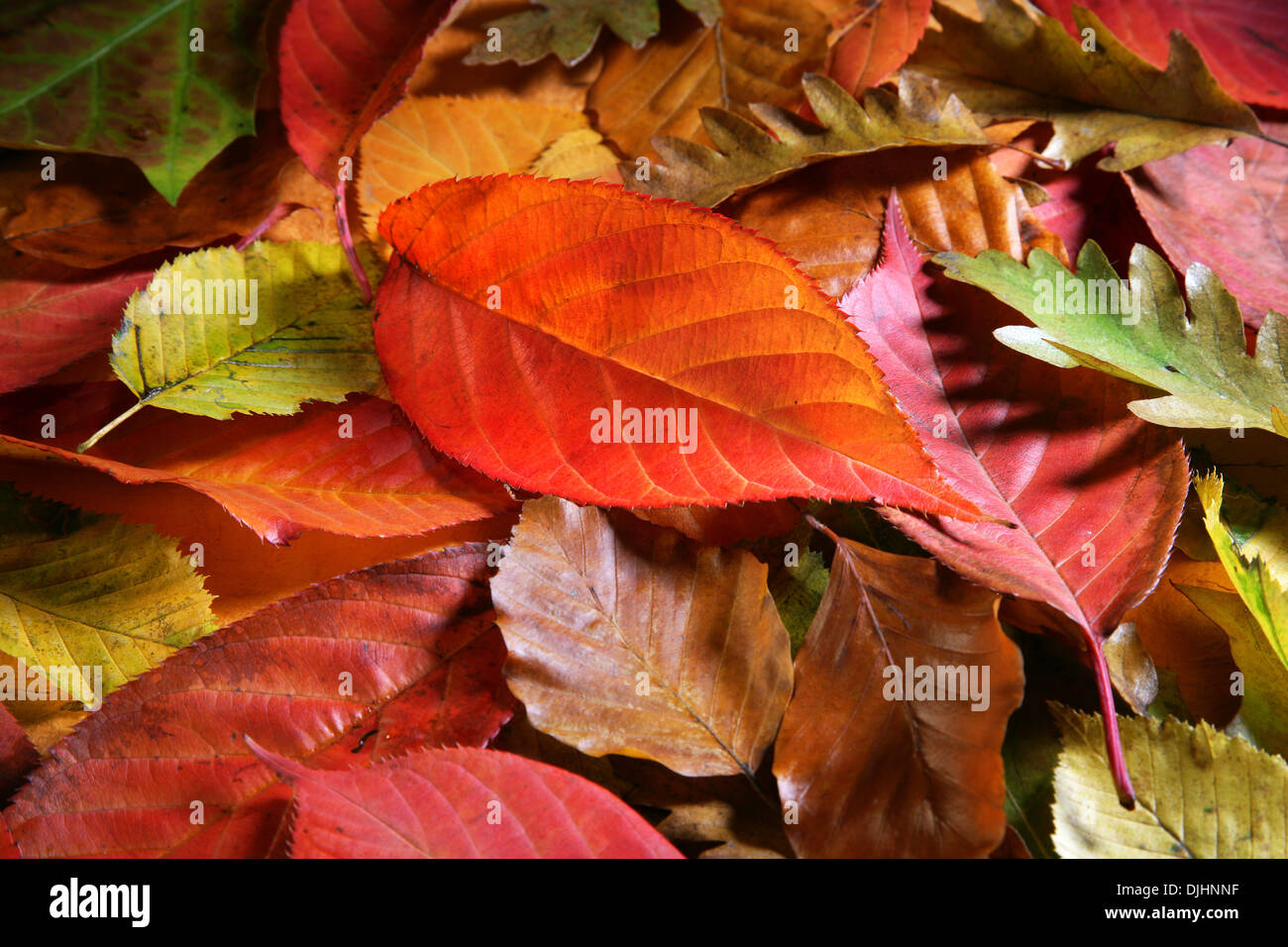 Foglie di autunno leafs i colori dell'Autunno Foto Stock