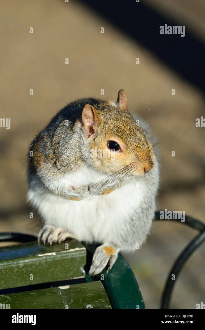 Scoiattolo grigio, Hyde Park, London, Regno Unito Foto Stock