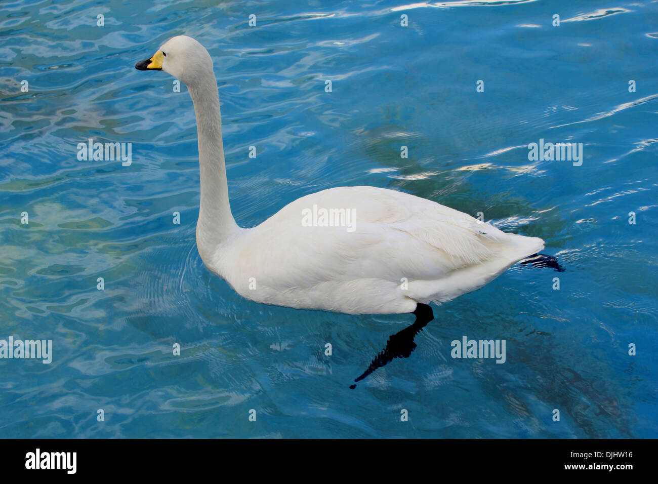 Whooper cigni (Cygnus Cygnus) nuotare nel profilo in un zoo impostazione Foto Stock