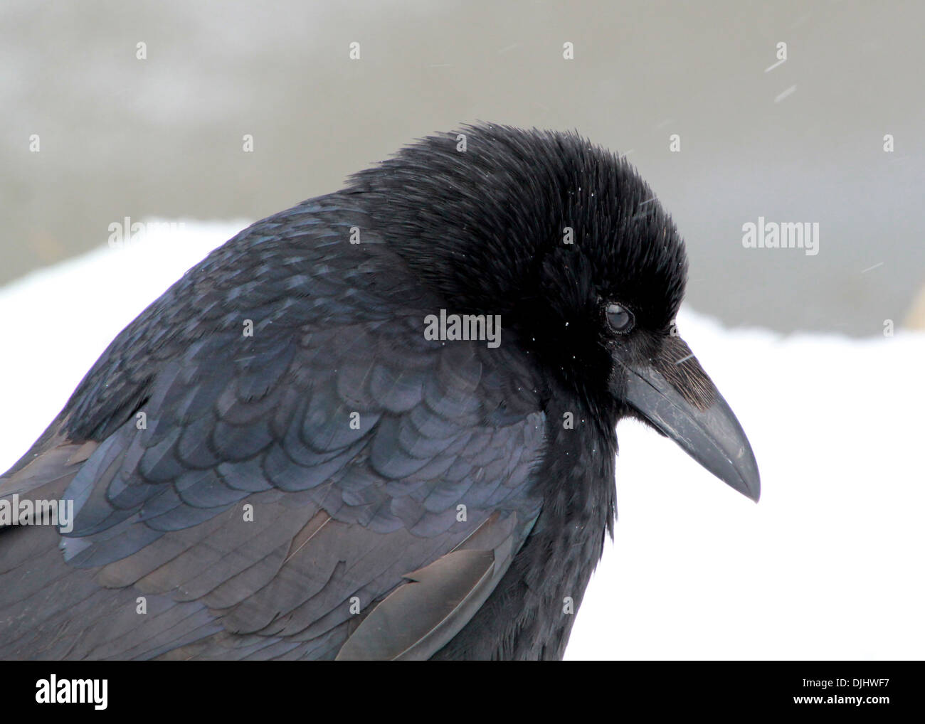 Dettagliate fino in prossimità della testa e la parte superiore del corpo di un nero carrion crow (Corvus Corone) nella neve Foto Stock