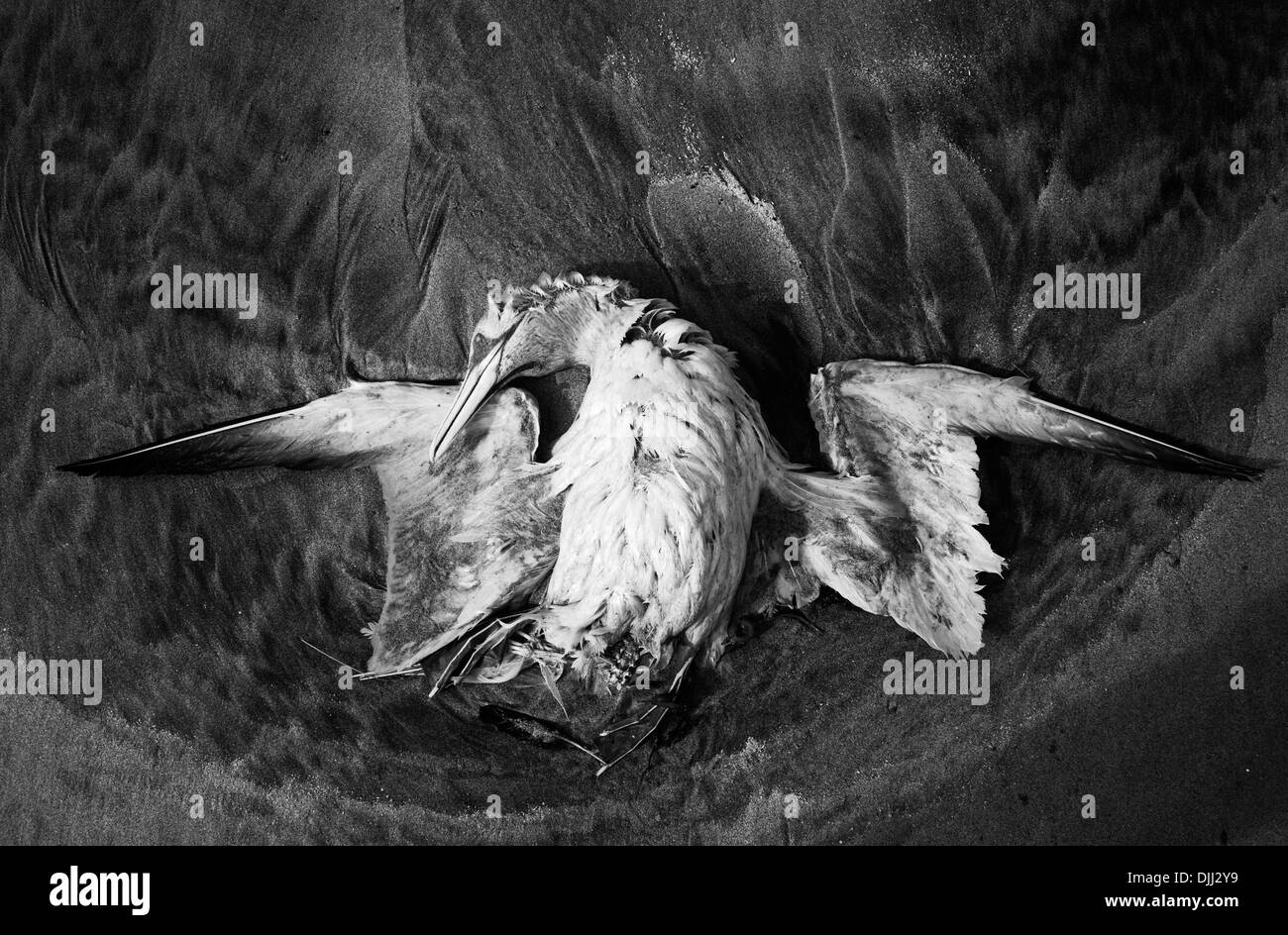 Gannett morto disteso sulla spiaggia Foto Stock