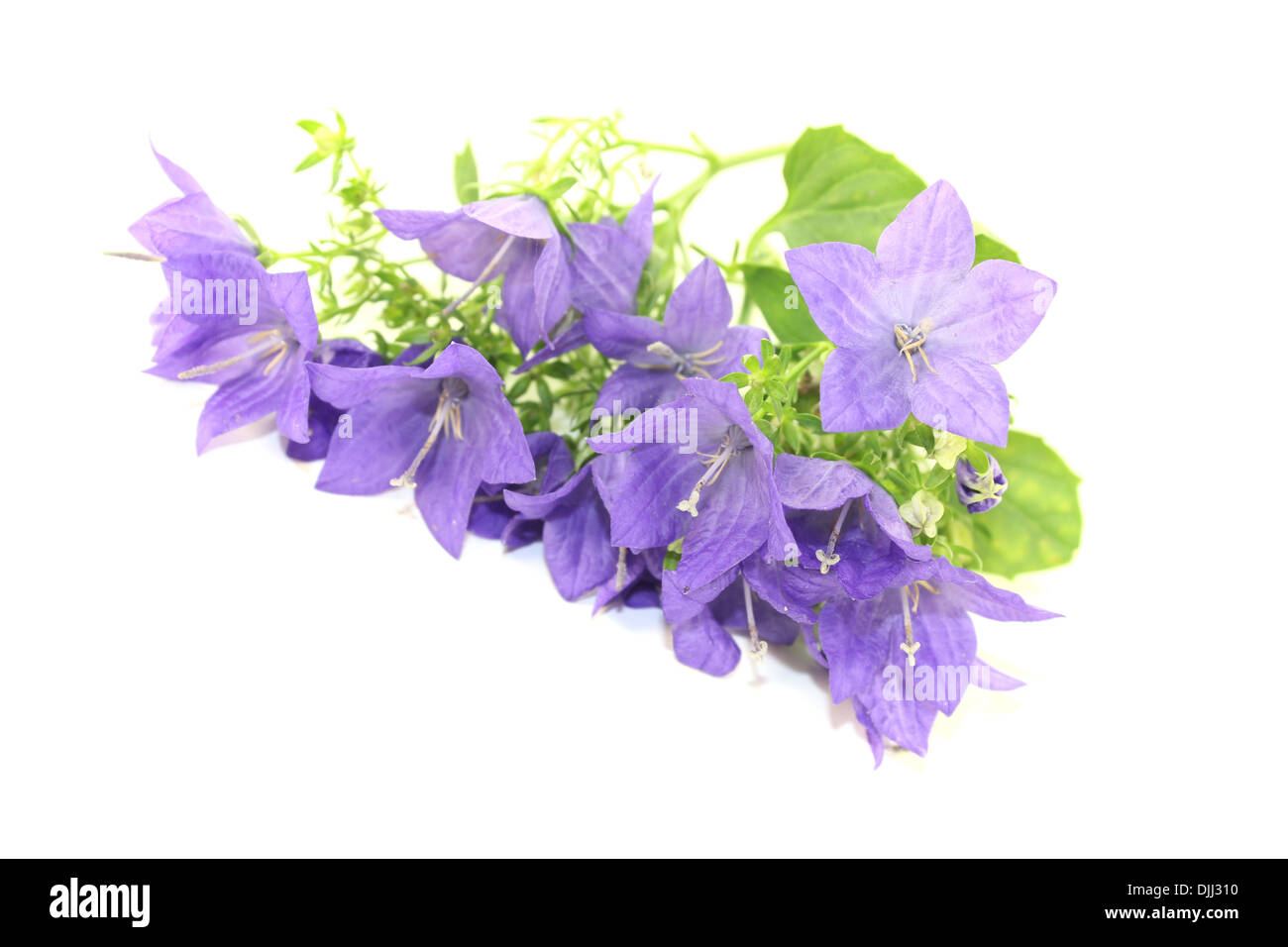 Campanule blu con petali su uno sfondo luminoso Foto Stock