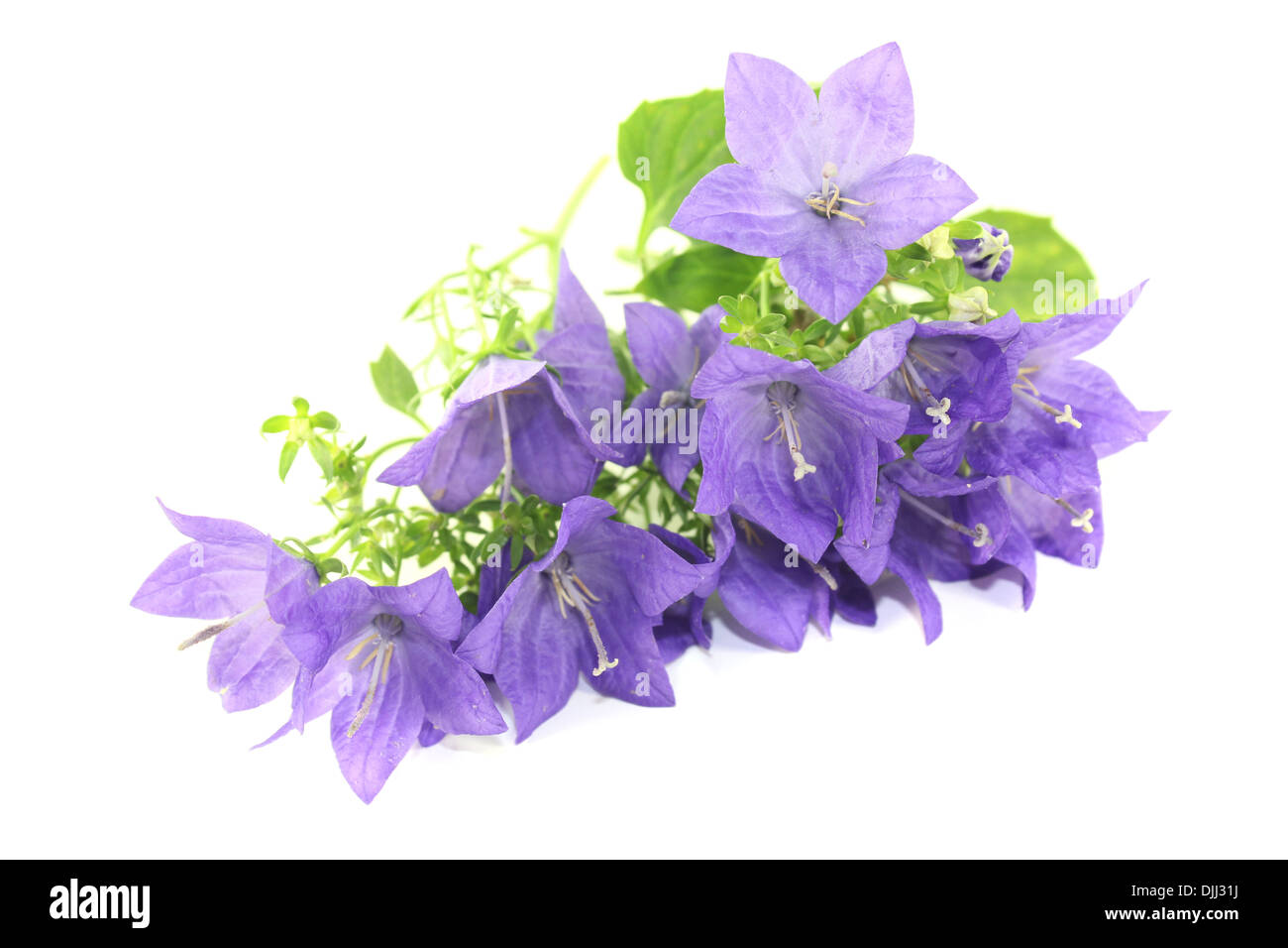 Campanule blu con fiori su uno sfondo luminoso Foto Stock