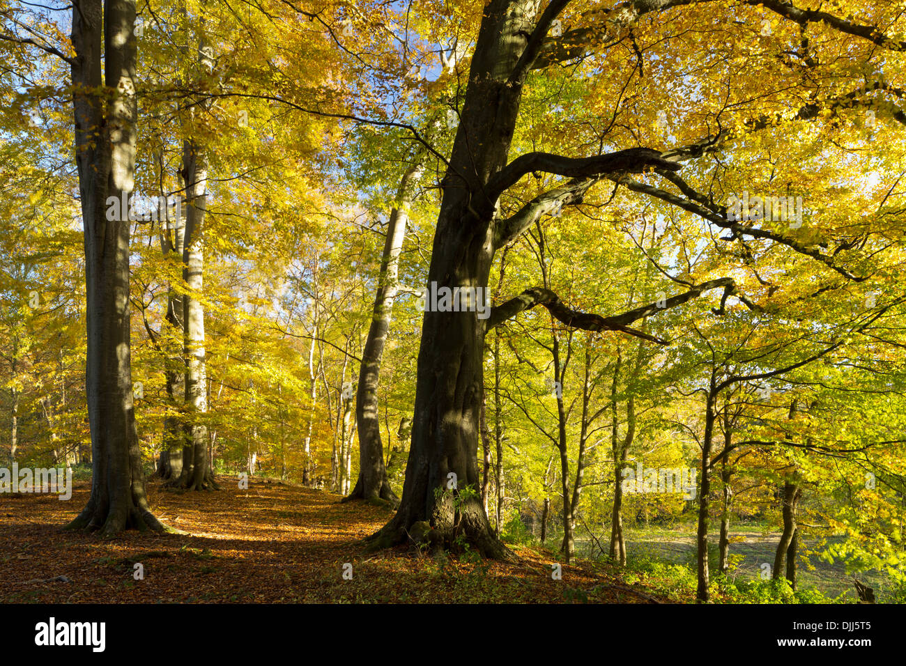 I colori autunnali a Hovingham Boschi Foto Stock