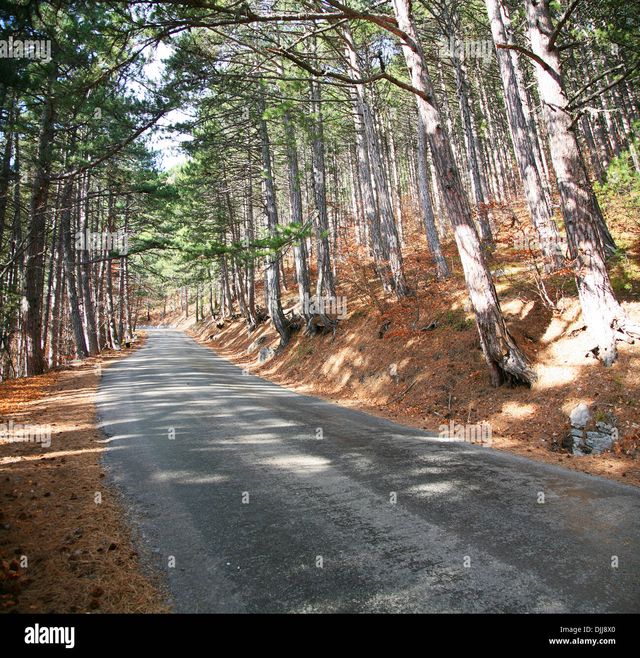 Strada nella foresta di pini alla giornata di sole.prospettiva. Foto Stock