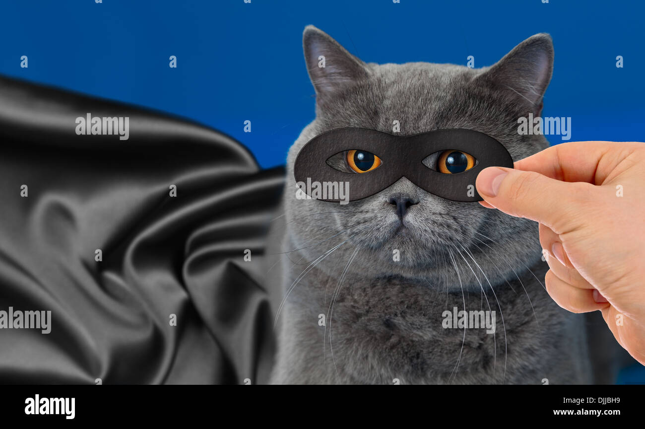 Super Hero cat ritratto Foto Stock