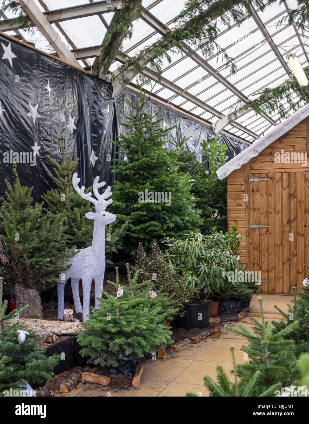 Santa Grotta - una renna e alberi di Natale pronto per il Natale di Squires Centro giardino, Twickenham, Londra Foto Stock