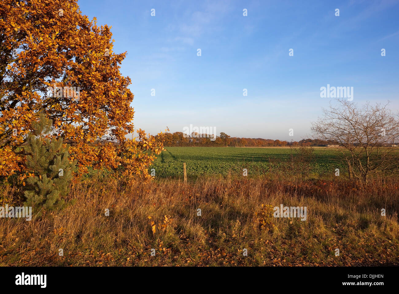 Colorato quercia di foglie e di erbe secche che incornicia un paesaggio autunnale di campi arabili e alberi lontani sotto un cielo blu Foto Stock