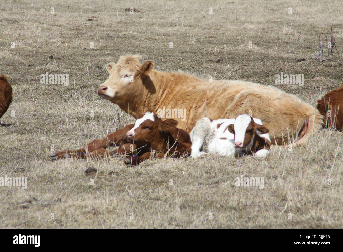 Latte di mucca e di vitelli giacente sul brown erba di pascolo in primavera. Foto Stock