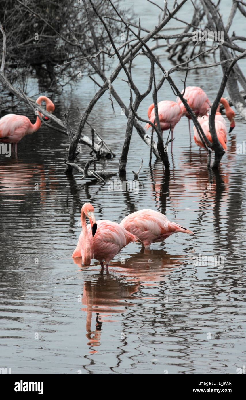 Il fenicottero rosa sono arrivati all'isola di Isabella, Arcipelago delle Galapagos, Ecuador Foto Stock