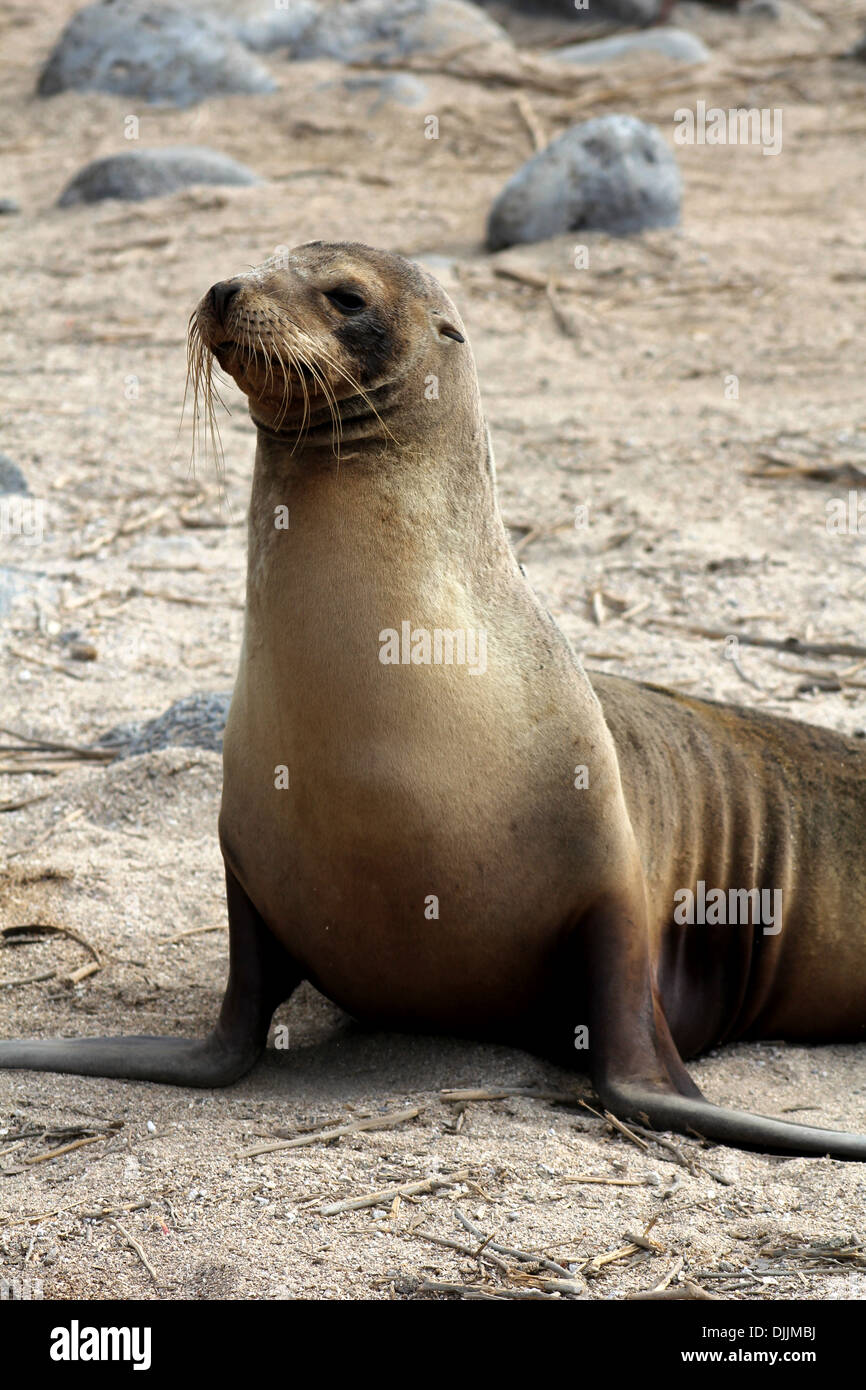 Sea Lion nelle isole Galapagos Foto Stock