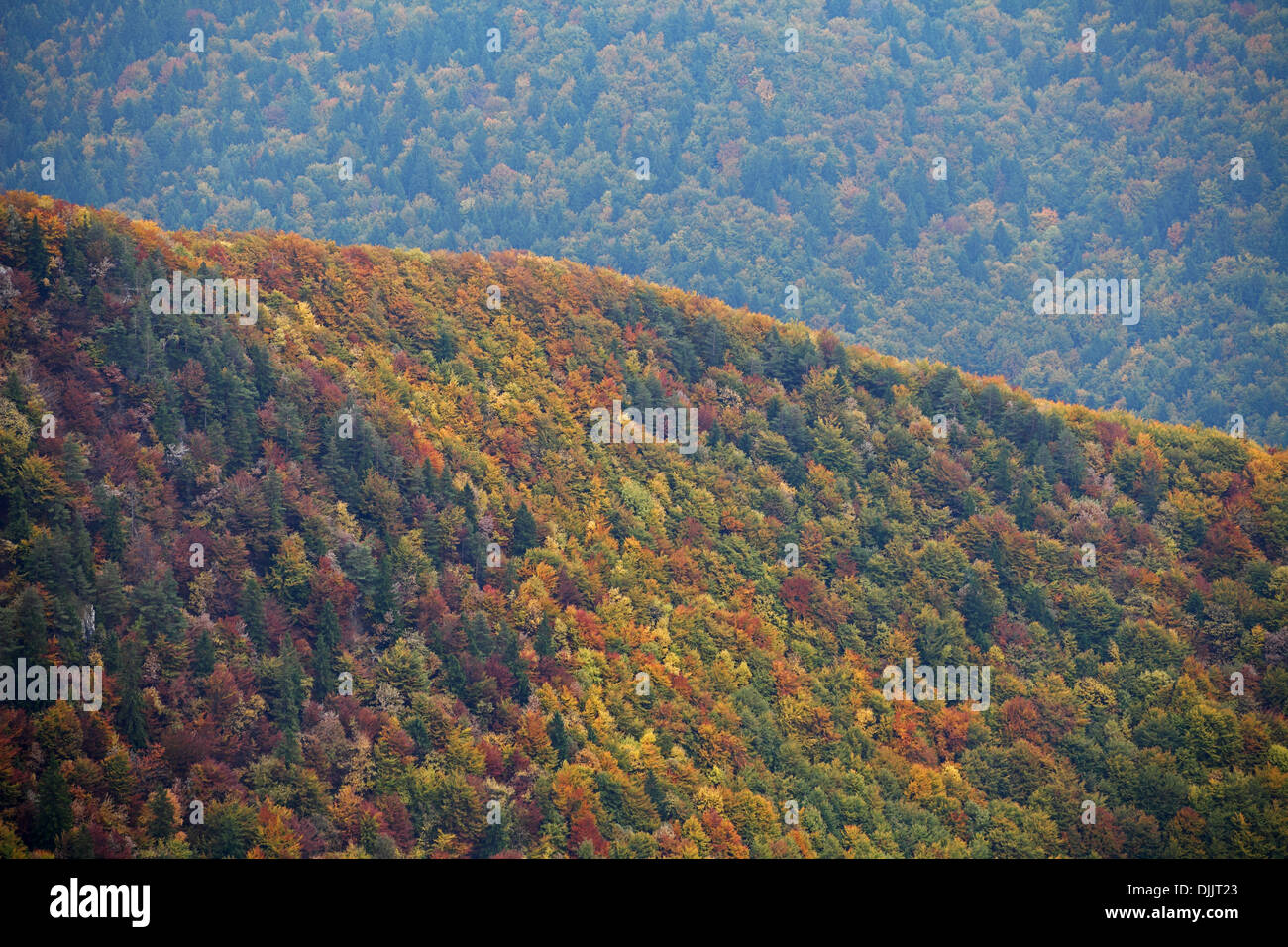 Colori autunnali di foresta sulle pendici del monte Sip, Sipska Fatra, NP Velka Fatra, Slovacchia. Foto Stock