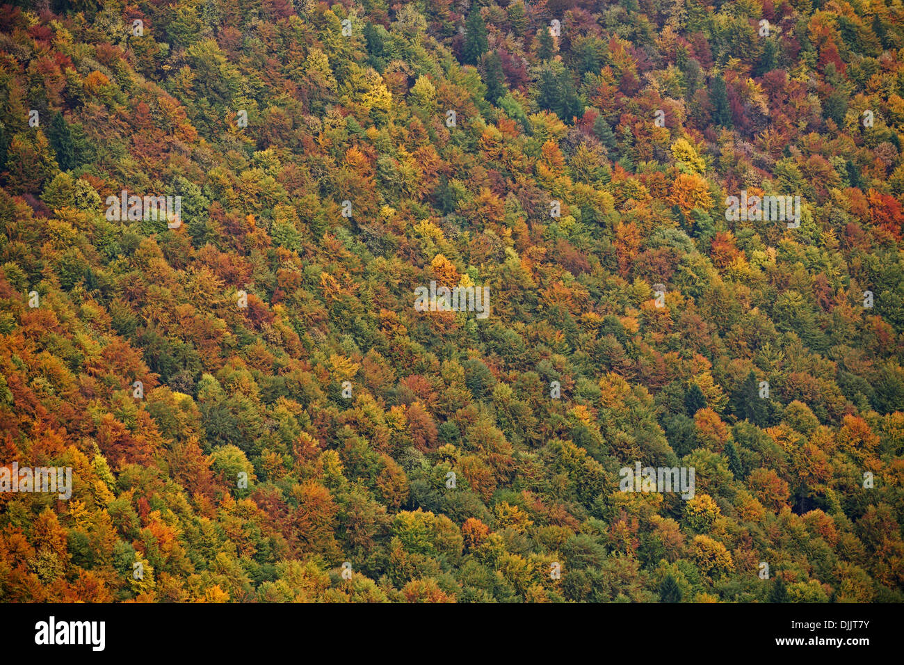 Colori autunnali di foresta sulle pendici del monte Sip, Sipska Fatra, NP Velka Fatra, Slovacchia. Foto Stock