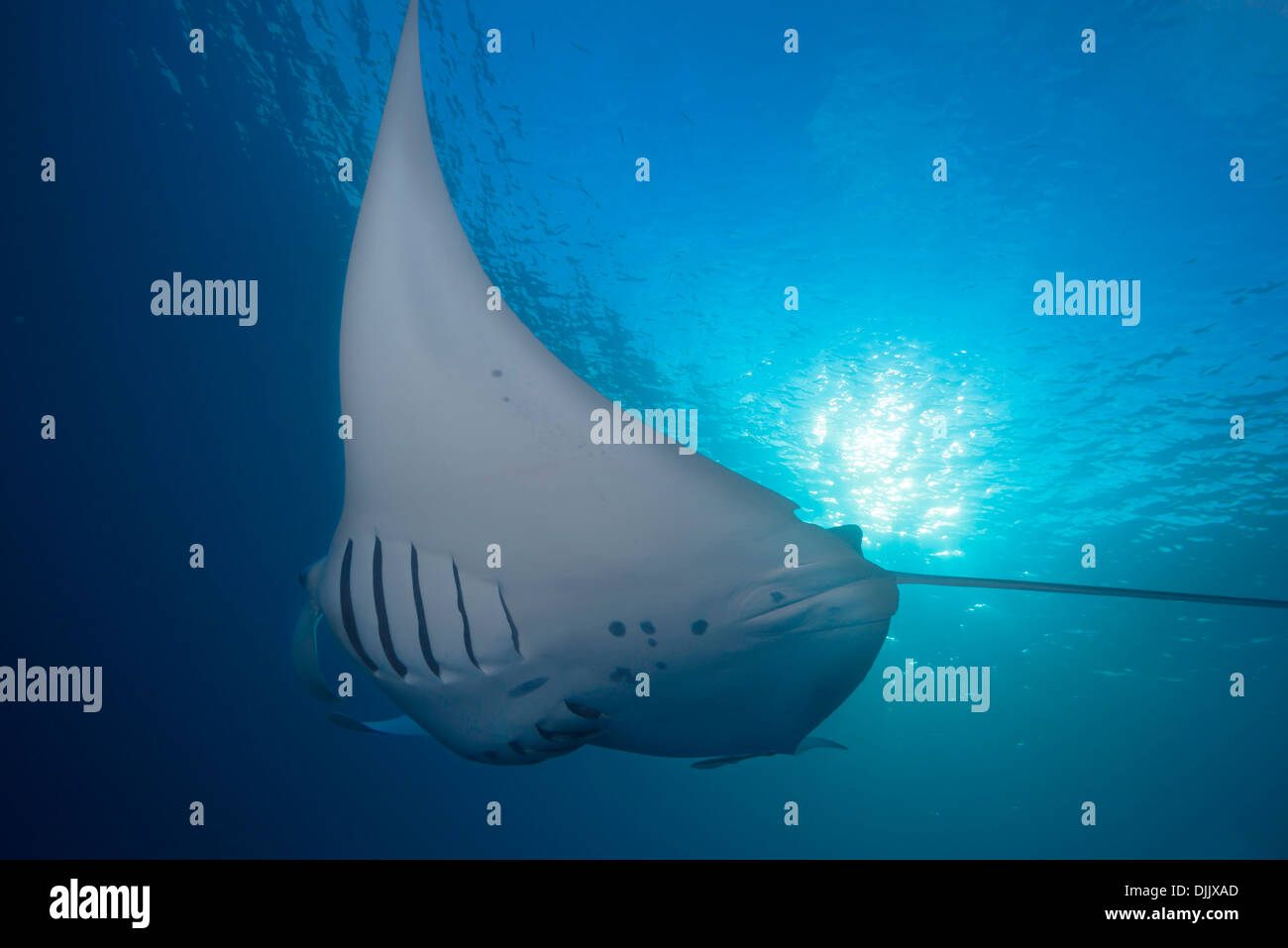 Manta Ray, Manta birostris l'assorbimento di plancton, canale tedesco, Palau, Micronesia, Oceano Pacifico Foto Stock