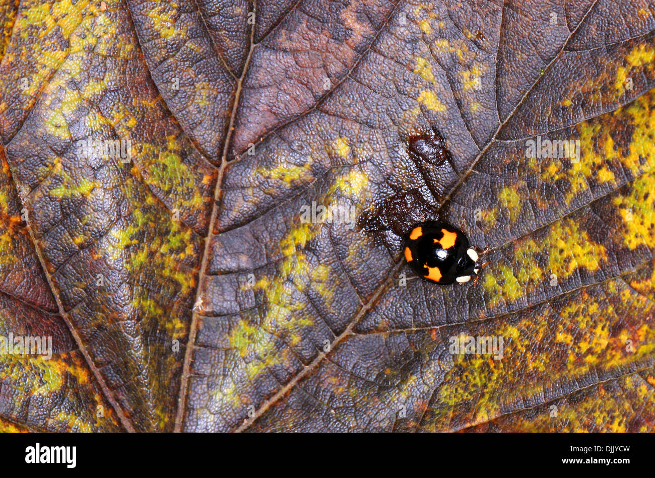 Harlequin Ladybird Beetle, Harmonia axyridis, Coccinellidae, coleotteri. Variante con quattro punti di colore arancione su un corpo nero. Foto Stock
