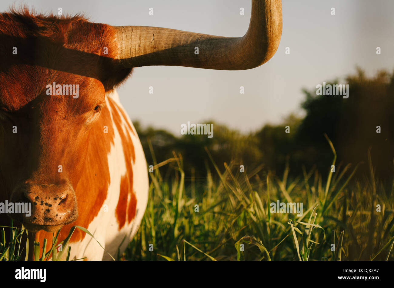 Minaccioso Texas Longhorn staring al visualizzatore. Foto Stock
