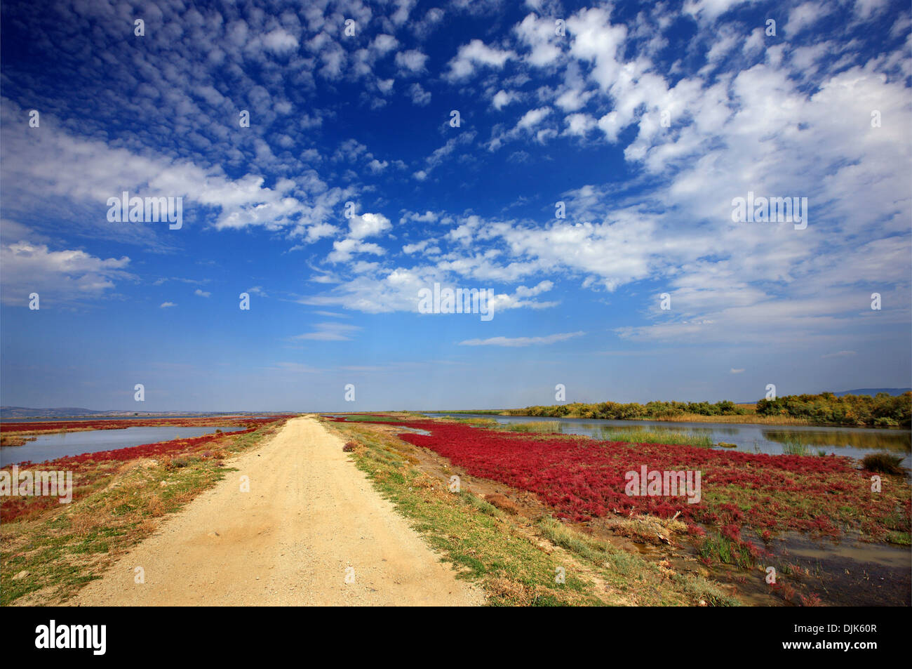 Nel delta del fiume Evros, Tracia, Grecia. Foto Stock