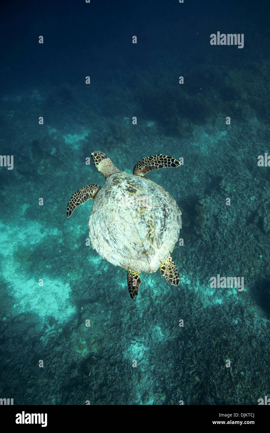 Hawksbill tartarughe marine nuotare sott'acqua sulla barriera corallina in Raja Ampat isole, Papua Occidentale Foto Stock