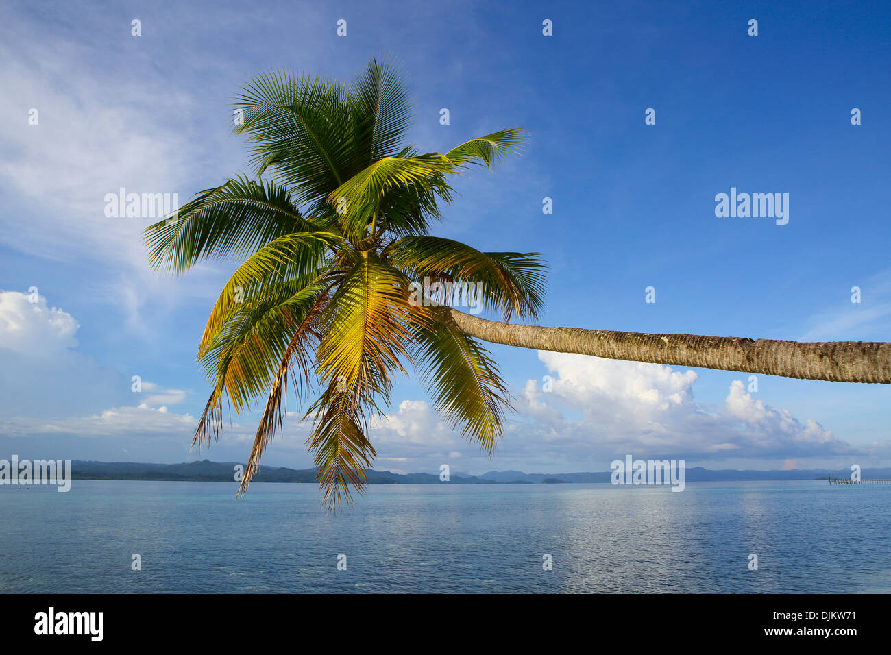 Tropical spiaggia orlata di palme nel Raja Ampat isole, Papua Occidentale Foto Stock