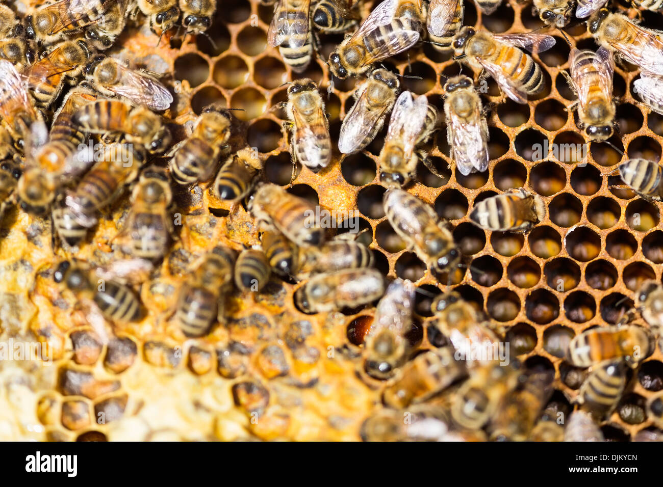 Honeybees sciamare sul pettine Foto Stock
