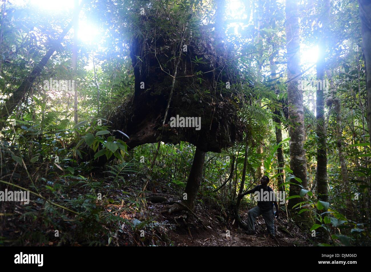 (131129) -- PECHINO, nov. 29, 2013 (Xinhua) -- una guida al fianco di un albero caduto nel Marojejy parco nazionale nel nord-est del Madagascar, su nov. 21, 2013. In 2007, lo United National per l'Educazione, la scienza e la Cultura (UNESCO) elencate le foreste pluviali di Atsinanana come patrimonio mondiale, si compone di sei parchi nazionali lungo la parte orientale dell'isola, comprese le Marojejy National Park. Dopo aver completato la sua separazione da tutte le altre masse terrestri oltre sessanta milioni di anni fa, Madagascar la vita vegetale e animale si è evoluta in isolamento. Queste foreste pluviali si importa Foto Stock