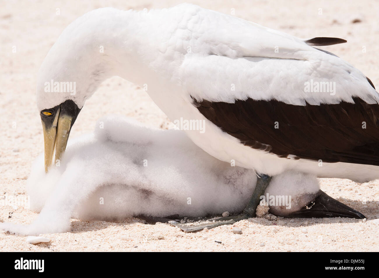 Close up mascherato femmina booby tendente al suo pulcino, nascosto tra le gambe su di una spiaggia remota. Isola Huon, Nuova Caledonia Foto Stock