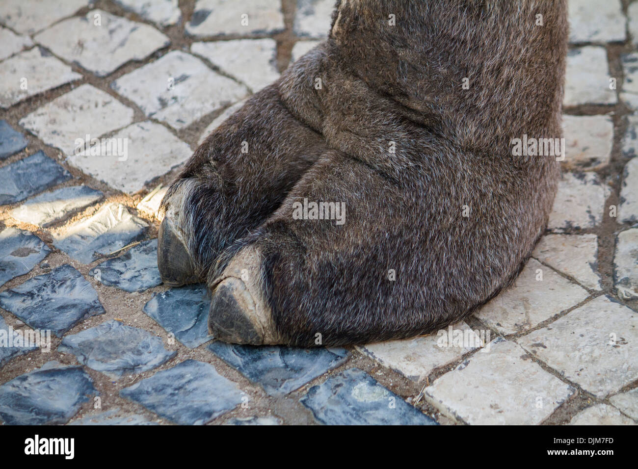 Vista ravvicinata di una zampa di un animale di cammello. Foto Stock
