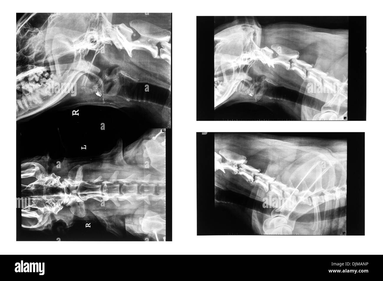 Veterinario fotografia xray del collo del cane Foto Stock