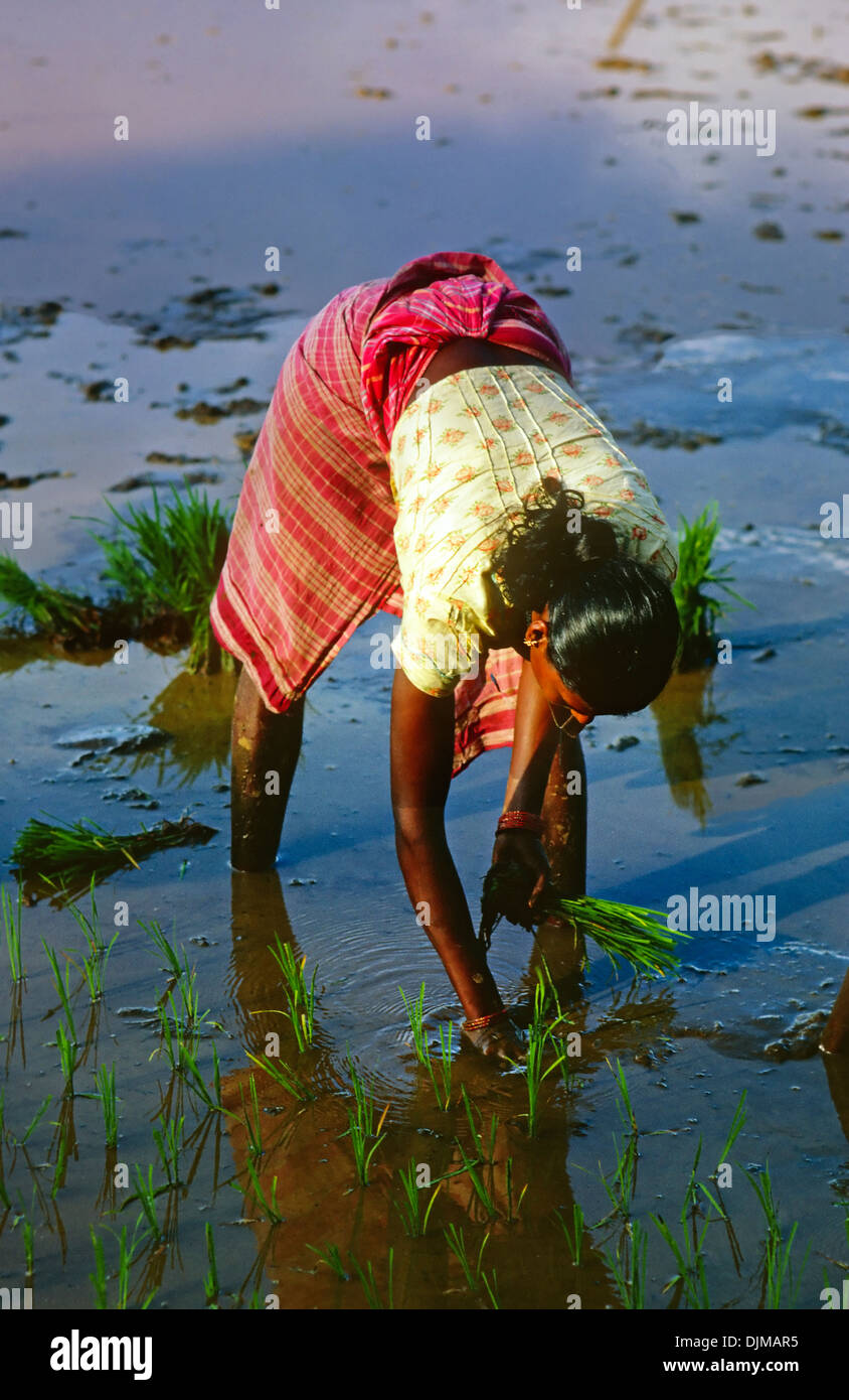 Donna riso piantagione di Hyderabad, India Foto Stock