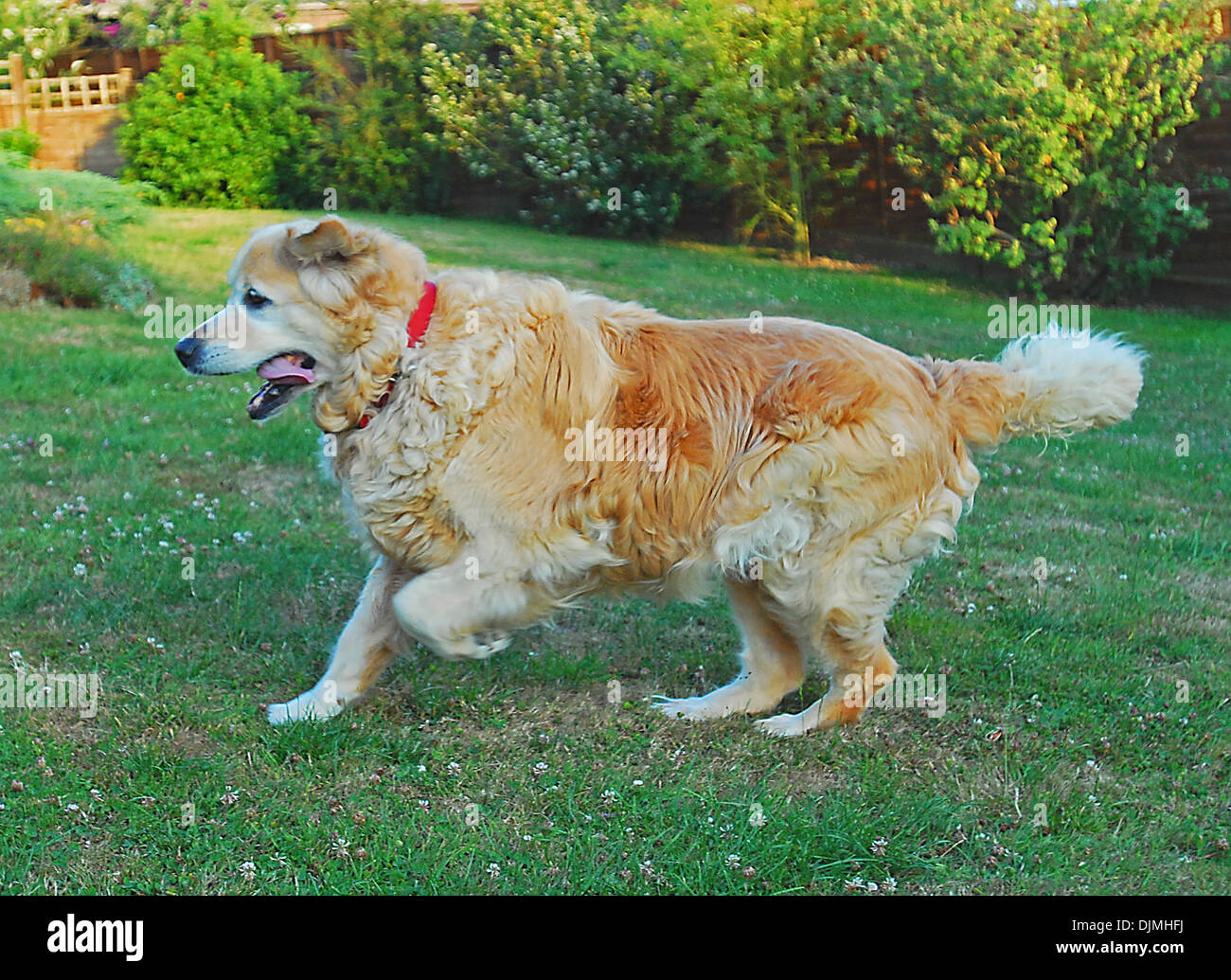 Ridimensionate il cane Lottie vedi anche C95360 come un grasso cane. Prima e dopo - questa è la dieta dopo Foto Stock