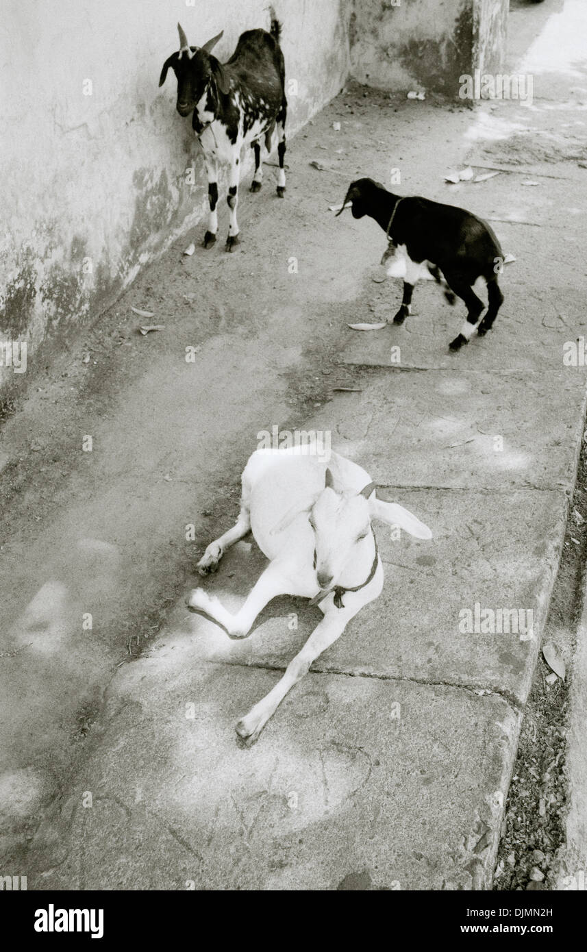 Fotografia di viaggio - Street scene di capre in Mattancherry in Fort Kochi Cochin in Kerala in India in Asia del Sud. Capra animale Foto Stock