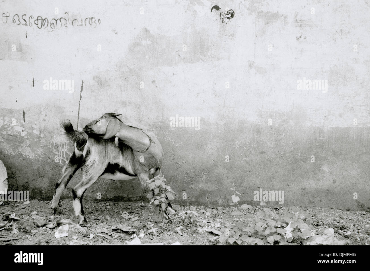 Fotografia di viaggio - di capra in Mattancherry a Kochi Cochin in Kerala in India in Asia del Sud. Caprini animale Foto Stock