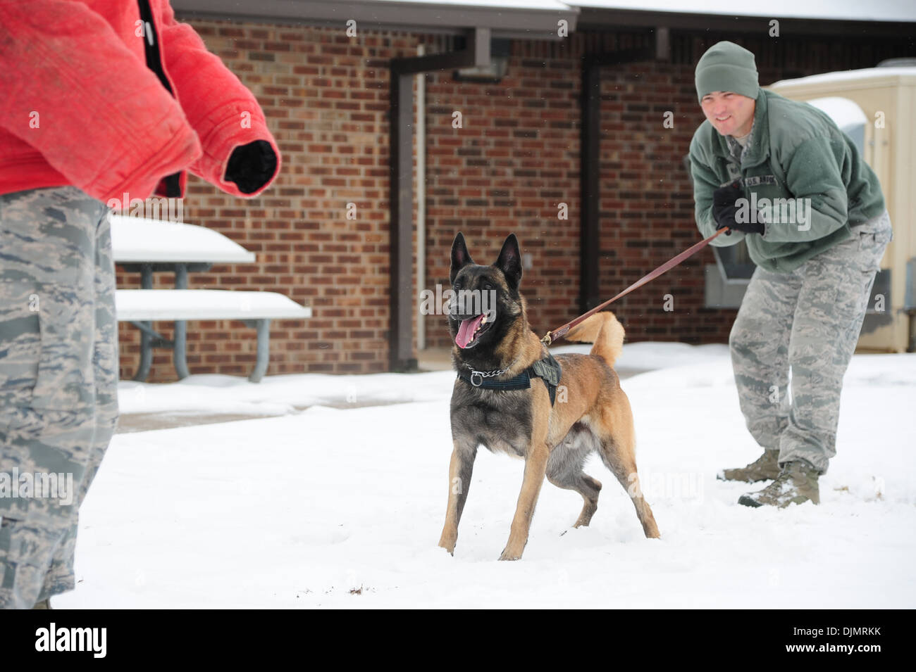Militari di cane da lavoro trainer, trattiene Zeus, militari cane da lavoro, durante il morso di formazione lavoro nov. 25, 2013. Lavoro militare d Foto Stock