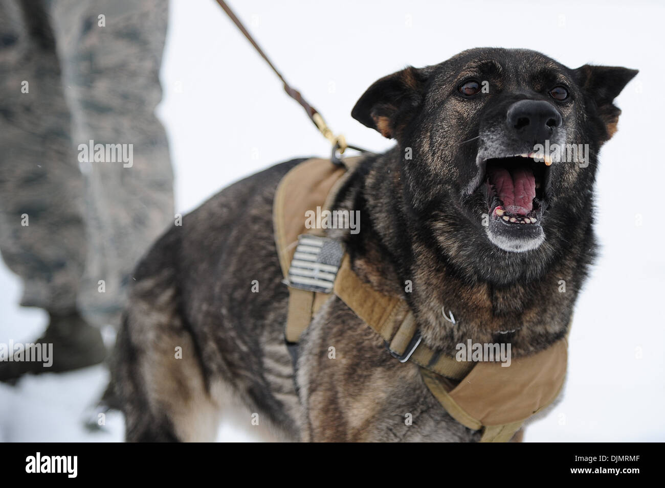 Militari di cane da lavoro, ringhia a un sospetto durante l aggressione civile formazione nov. 25, 2013. Lavoro militare i cani sono addestrati per Foto Stock
