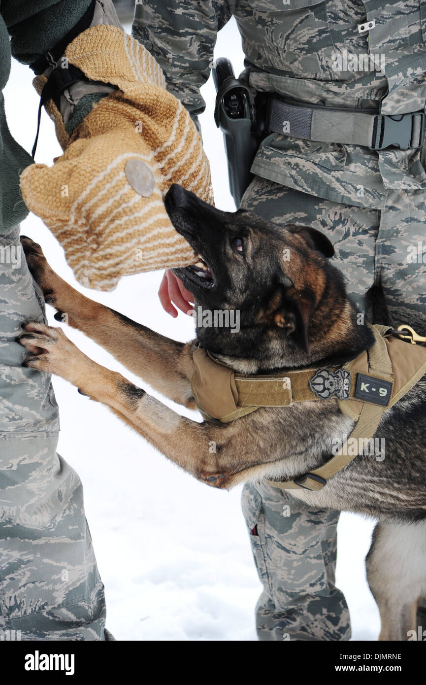 La ALTUS AIR FORCE BASE, Okla. -- Becky, 97th forze di sicurezza militari squadrone cane da lavoro, morde un sospetto durante l aggressione civile formazione nov. 25, 2013. Lavoro militare i cani sono addestrati a mordere e trattenere il sospetto fino a che il loro gestore conferisce al com Foto Stock