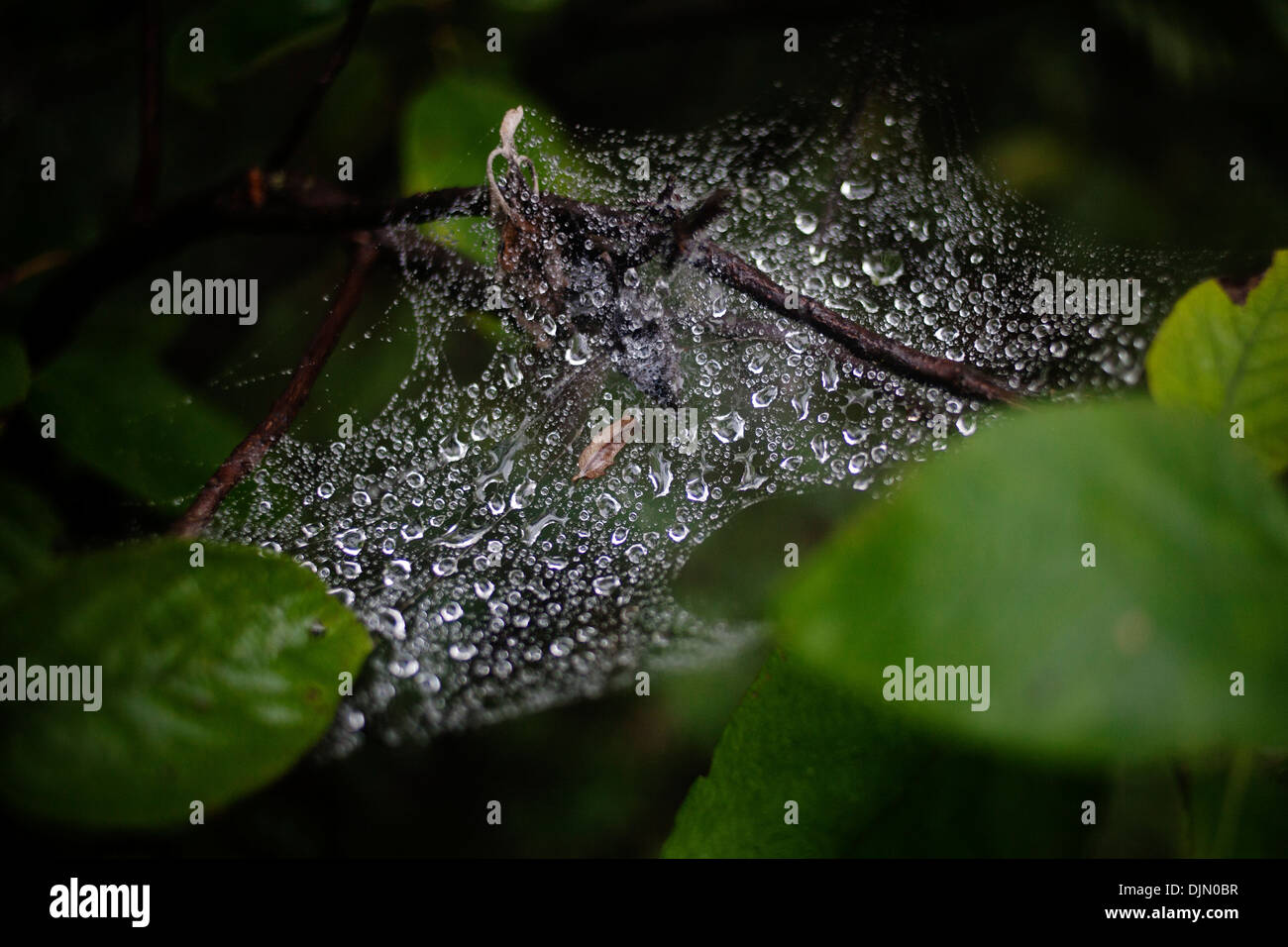 Una tela di ragno ricoperto di gocce di pioggia. Foto Stock