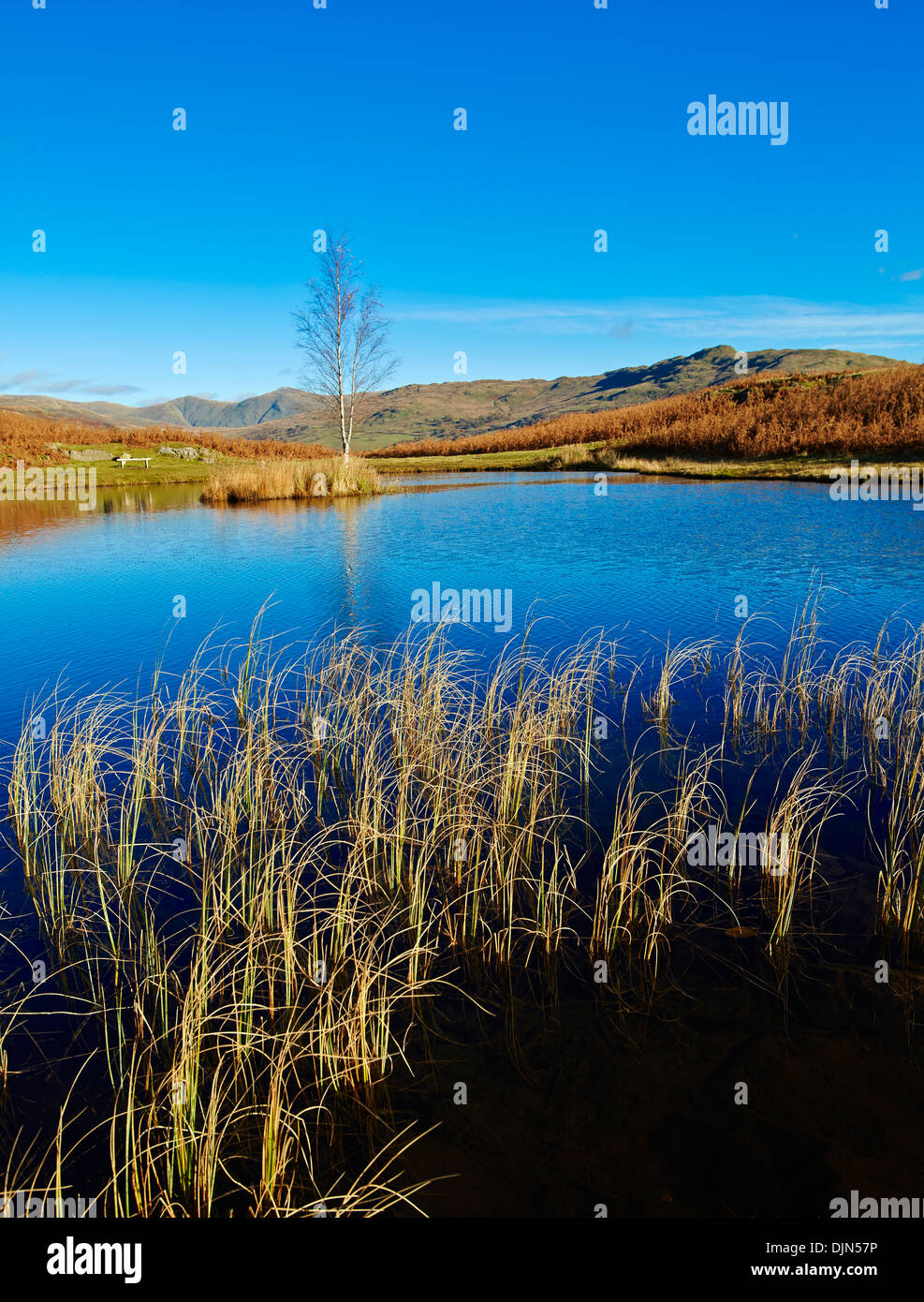 Lily Tarn, Loughrigg cadde, Lake District UK Foto Stock