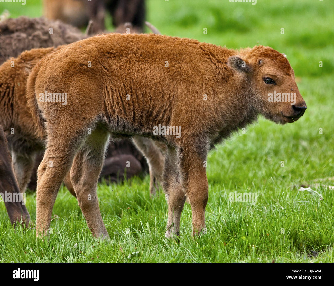Bufalo americano o vitello di bisonte (Bison bison) Foto Stock