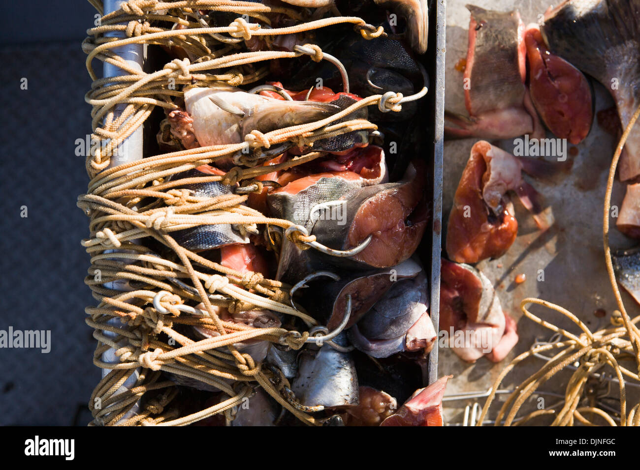 Commerciale di pesca halibut palangaro ganci innescata con rosa salmone Sit pronto per essere esposti durante la loro attività di pesca vicino a King Cove Foto Stock