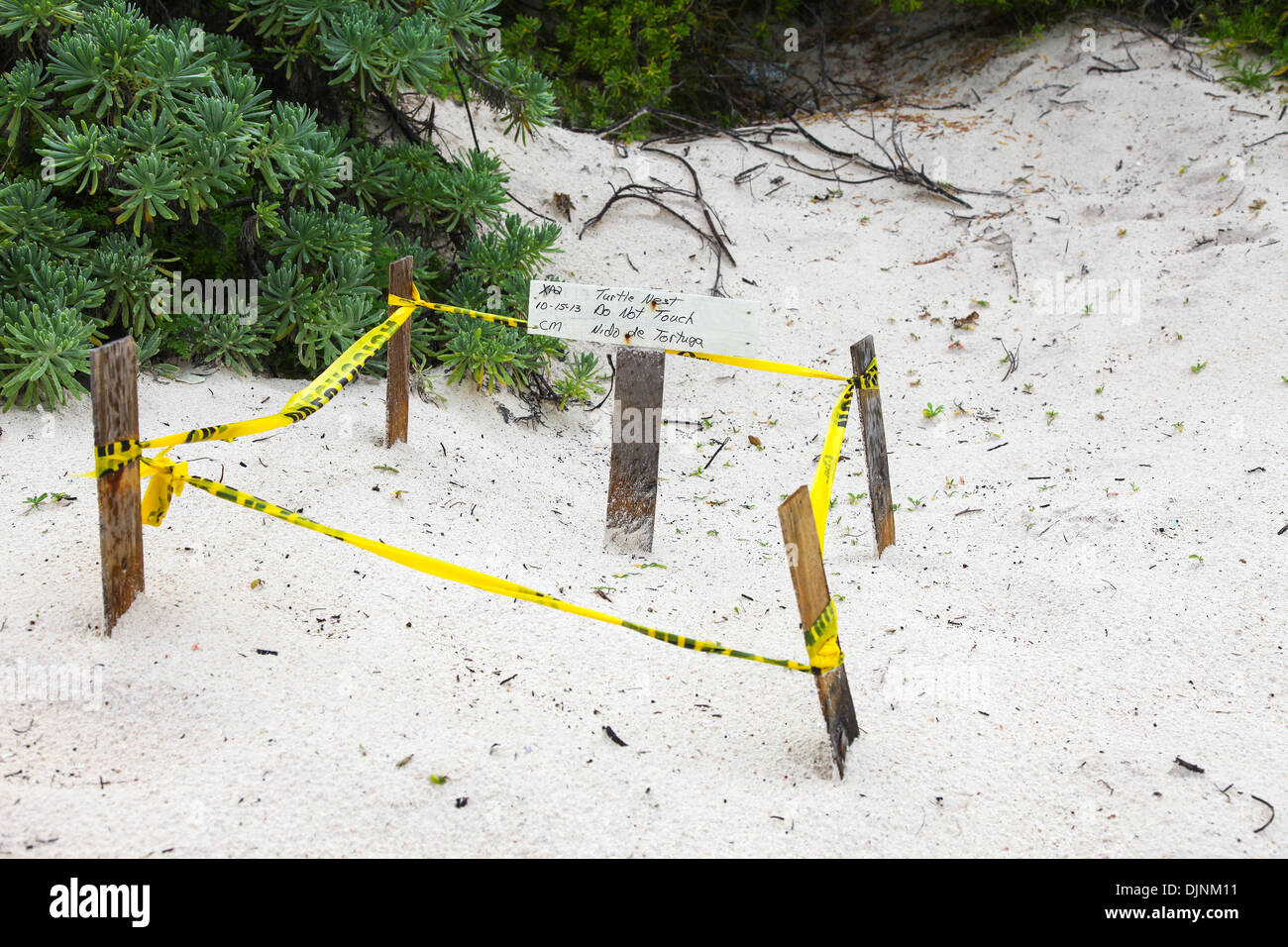 Una tartaruga verde's Nest isolate per la protezione sulla spiaggia in Riviera Maya Cancun Penisola dello Yucatan Messico America del Nord Foto Stock