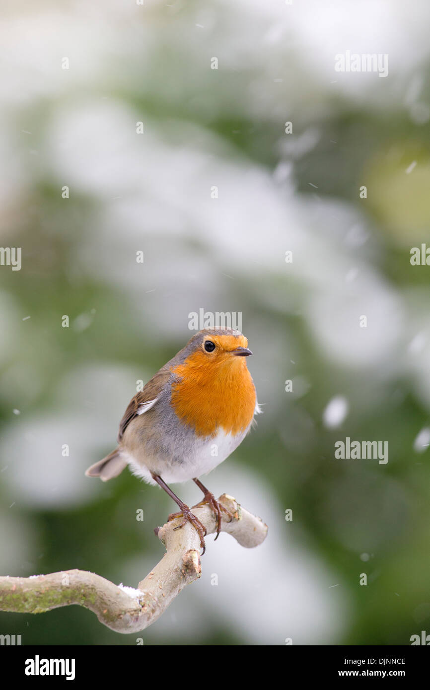 Natale scena di Robin Erithacus rubecula su neve coperta Perch in caduta di neve. Foto Stock