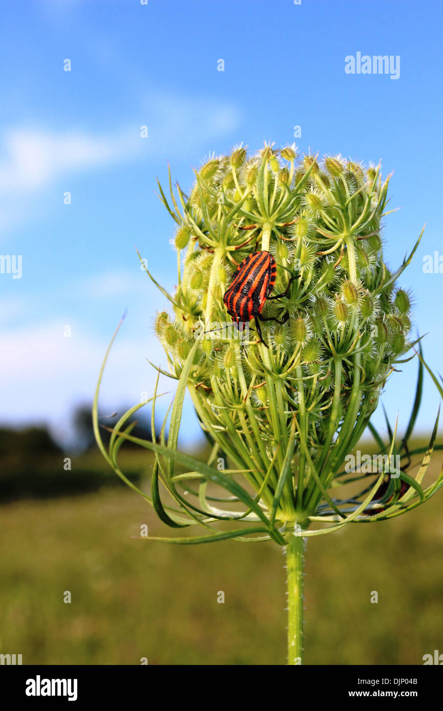 Bug sul fiore Foto Stock