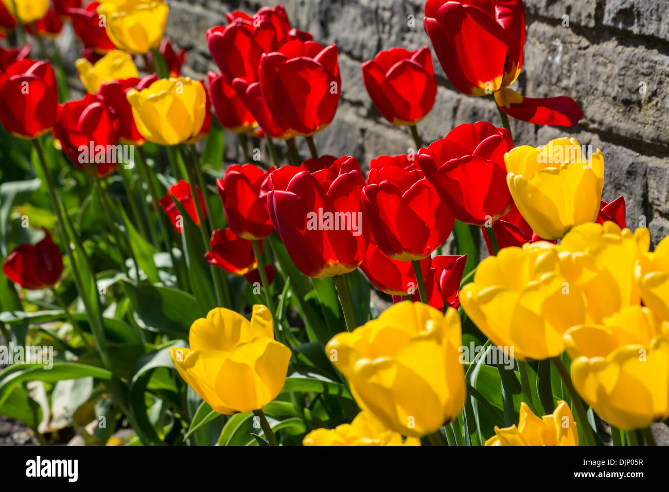 Un display eccezionale di rosso e tulipani gialli Foto Stock Un display eccezionale di rosso e tulipani gialli Foto Stock