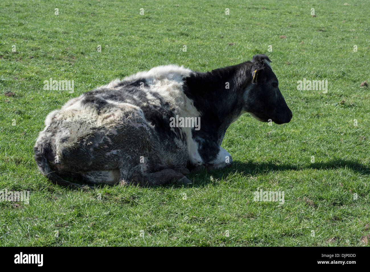 Un fango piuttosto cosparse in appoggio in bianco e nero mucca Foto Stock Un fango piuttosto cosparse in appoggio in bianco e nero mucca Foto Stock